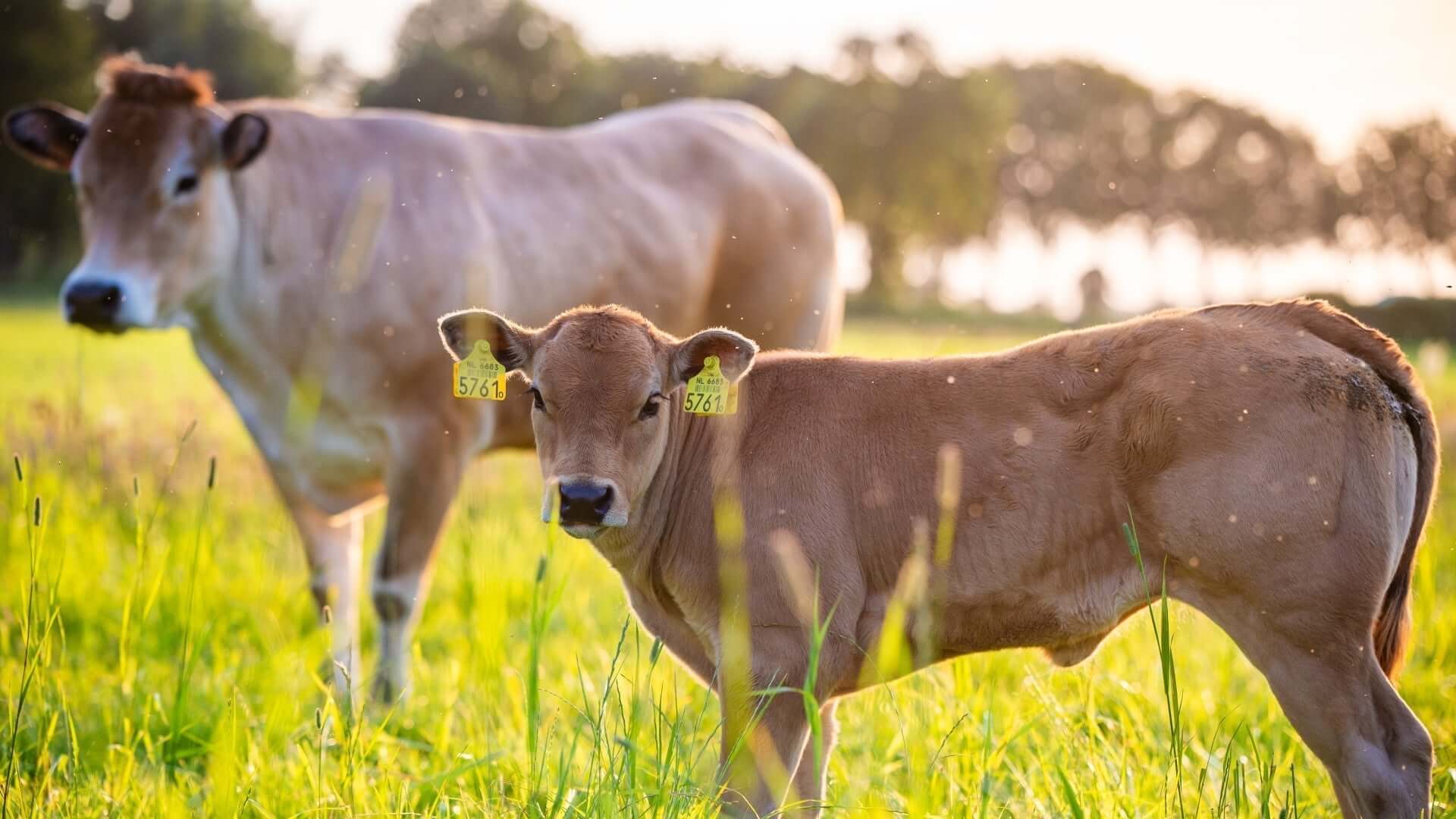 Two cows grazing in a field, illustrating insights into bovine digestion secrets in nature.