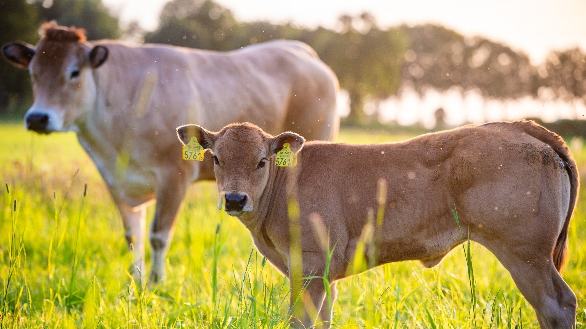 Unlocking the Secrets of Bovine Digestion: How Cows Upcycle Plants into Nutrient Powerhouses