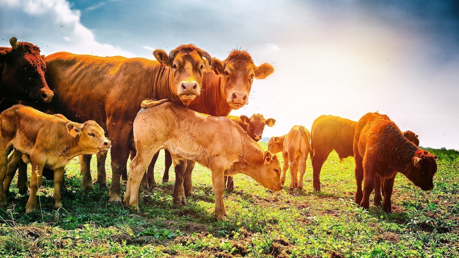 Exploring Twelve Iconic European Cattle Breeds: History, Science, and Unique Traits